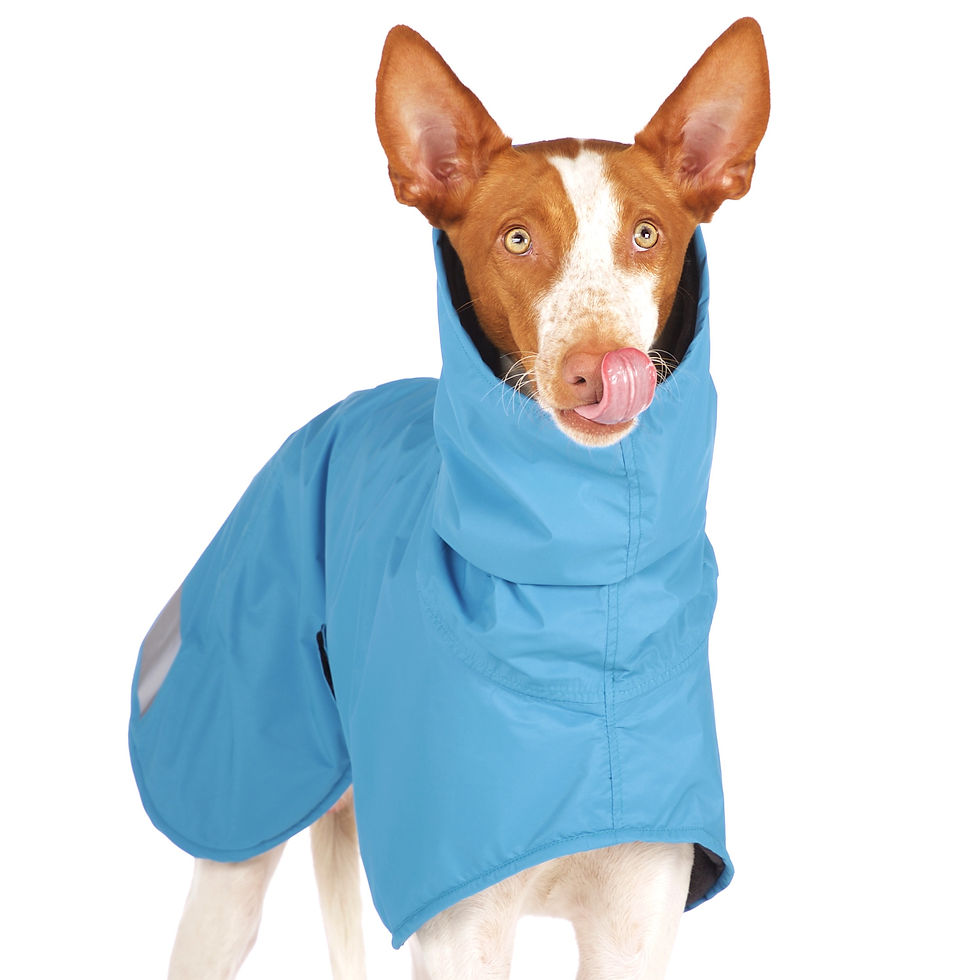 Thumbnail: Sofa Dog Wear - Michael Snow