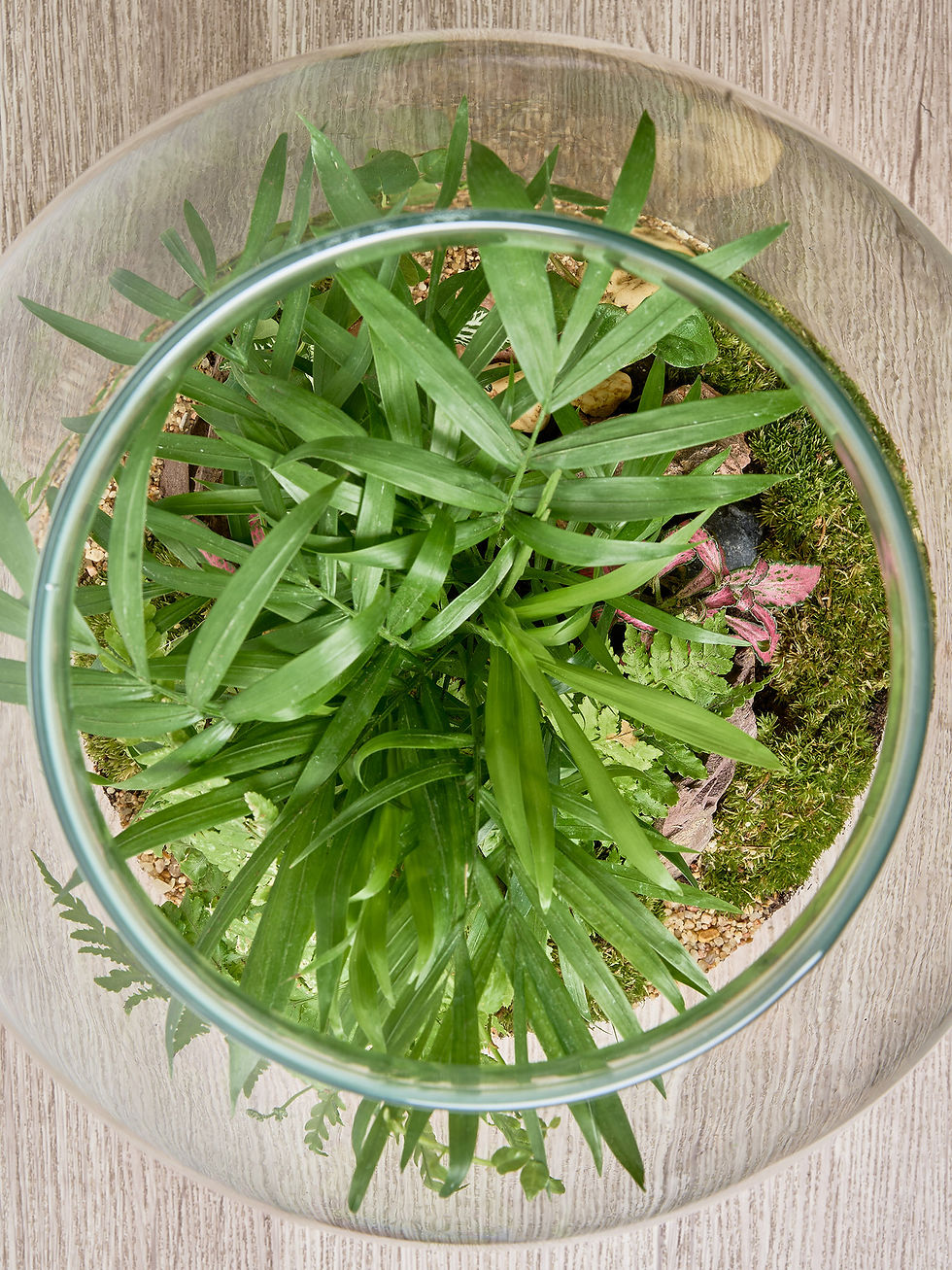 Miniature : Louise – Terrarium artisanal grand modèle