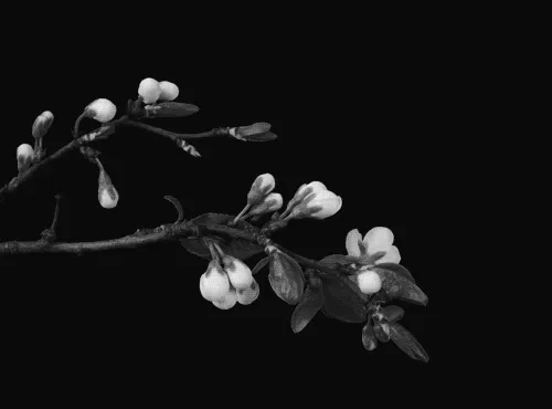 flowers - eve.webp