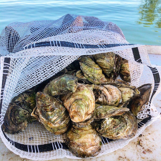 Virgin Oysters.jpg