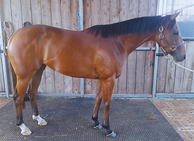 Angelique's Journey.png