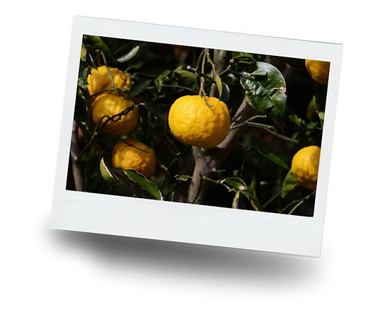 Photos PNG Yuzu (9).png