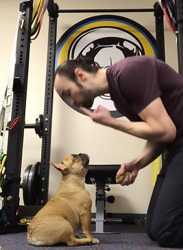 French Bulldog puppies for sale North Carolina