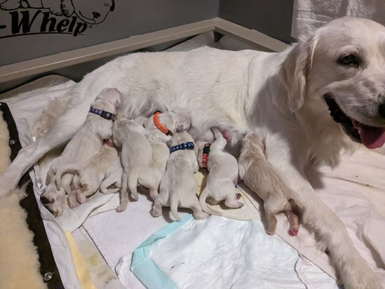 8 English Cream Golden Retriever Puppies