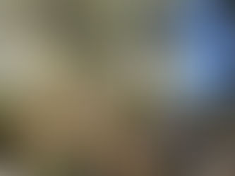 Bradford Pear Tree Damage