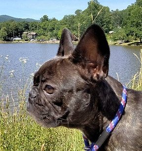French Bulldog puppies for sale North Carolina