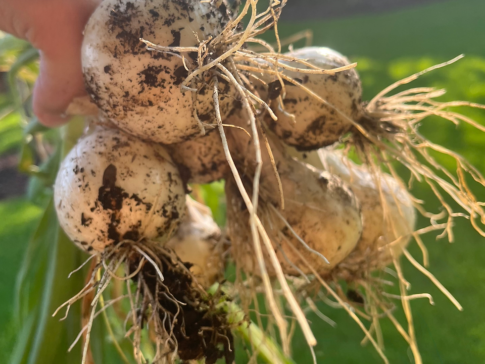 several freshly harvested onions bulbs