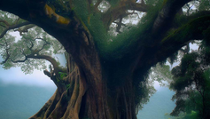 The tale of the Peepal tree: an Indian folklore echoing sustainable development