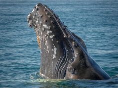 Cooperation between humans and gray whales promotes sustainable development