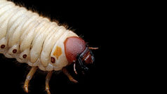Plastic-eating insects: The surprising allies in fighting global plastic waste