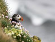 BirdLife International and the power of global partnerships in conservation