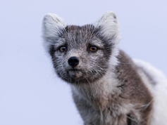 Fauna & Flora shows why conservation now depends on local power