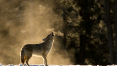 Project Coyote: Fostering coexistence between humans and wildlife