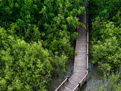Mangrove restoration and blue carbon projects are reshaping climate finance, coastal protection and local livelihoods