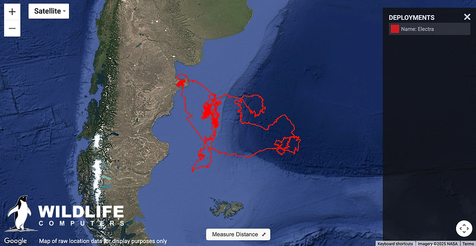 Electra´s whale tracking route