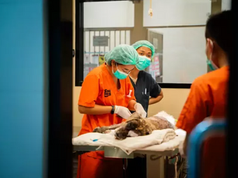 Soi Dog Foundation, the quiet defence of animal dignity