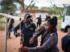 How APOPO’s detection rats connect mine clearance and tuberculosis screening
