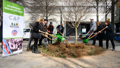 Urban forests and their impact on climate action and urbanisation challenges