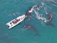 Electra and her calf: 239 days that changed the tide