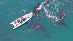 Electra and her calf: 239 days that changed the tide