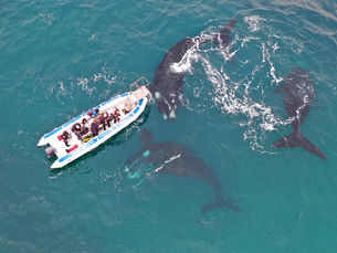 Electra and her calf: 239 days that changed the tide