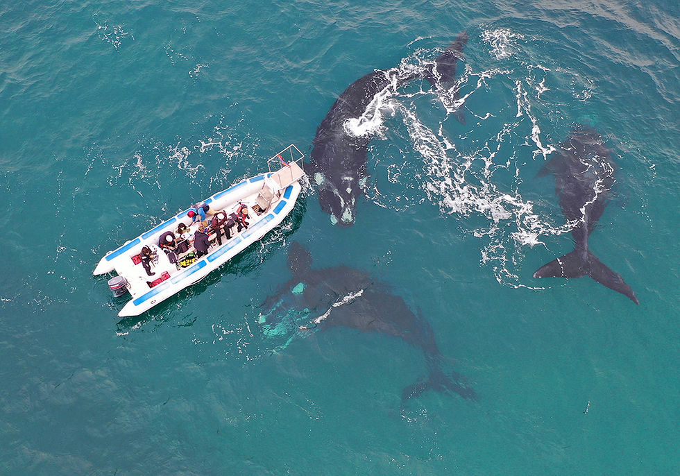 Electra and her calf: 239 days that changed the tide