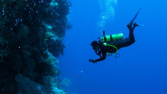Program unites science and community efforts to restore reefs