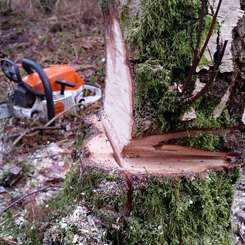 There is a chainsaw resting by a felled tree stump.