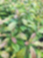 WA Avocado Trees in Nursery