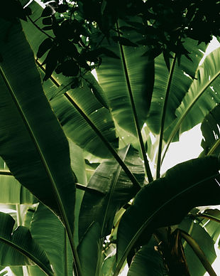 pexels-kylevermeulen-34710860.jpg