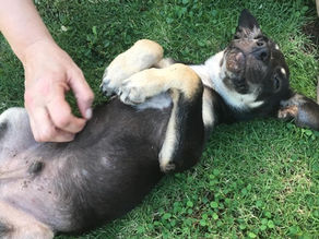 BCI stories – Blue, the puppy with distemper