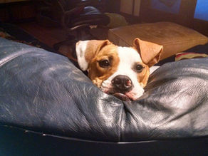 Zoey, the most challenging adoption of all time