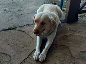 Luna, a BCI airport dog