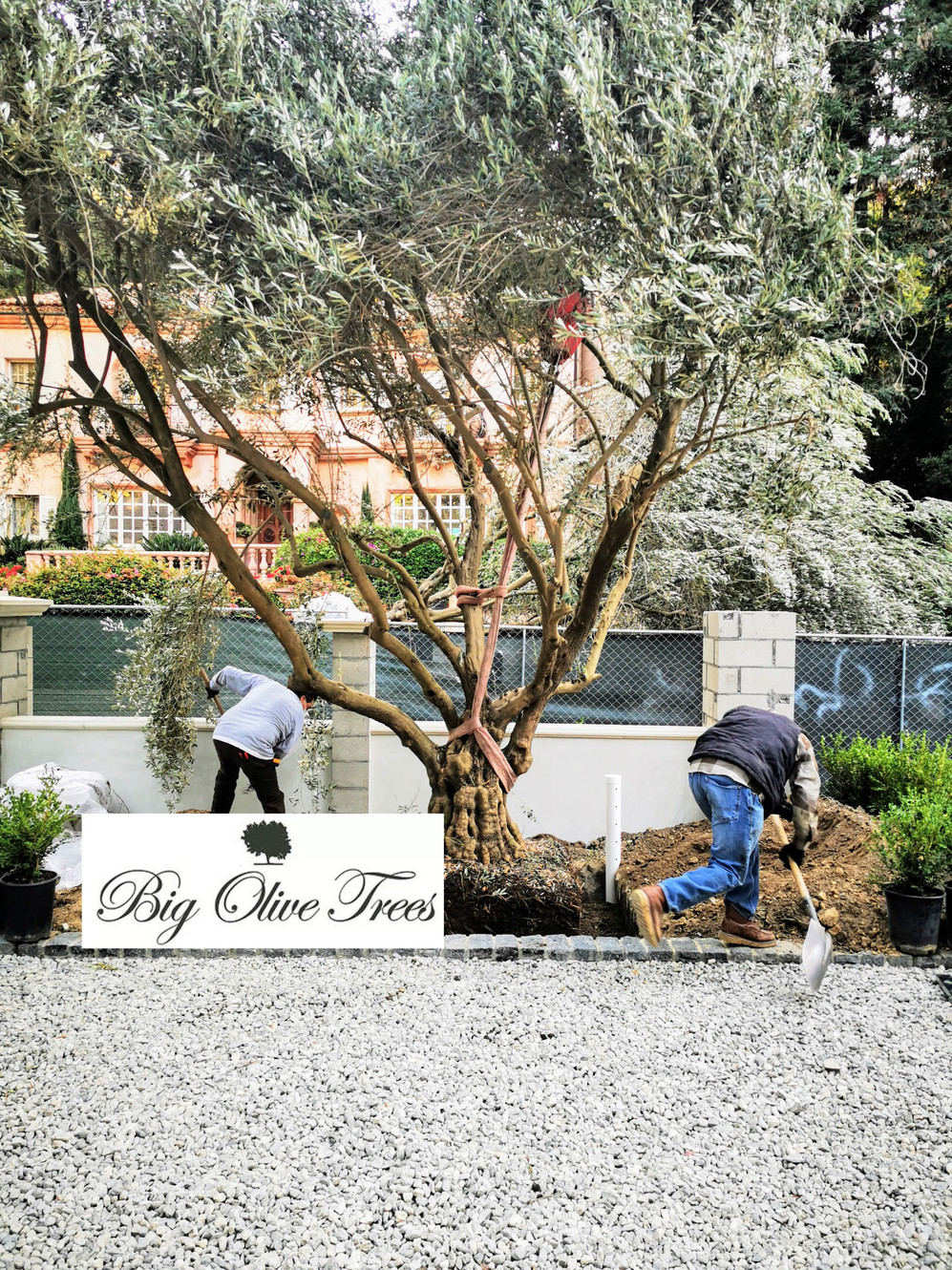Big Olive Trees Southern California