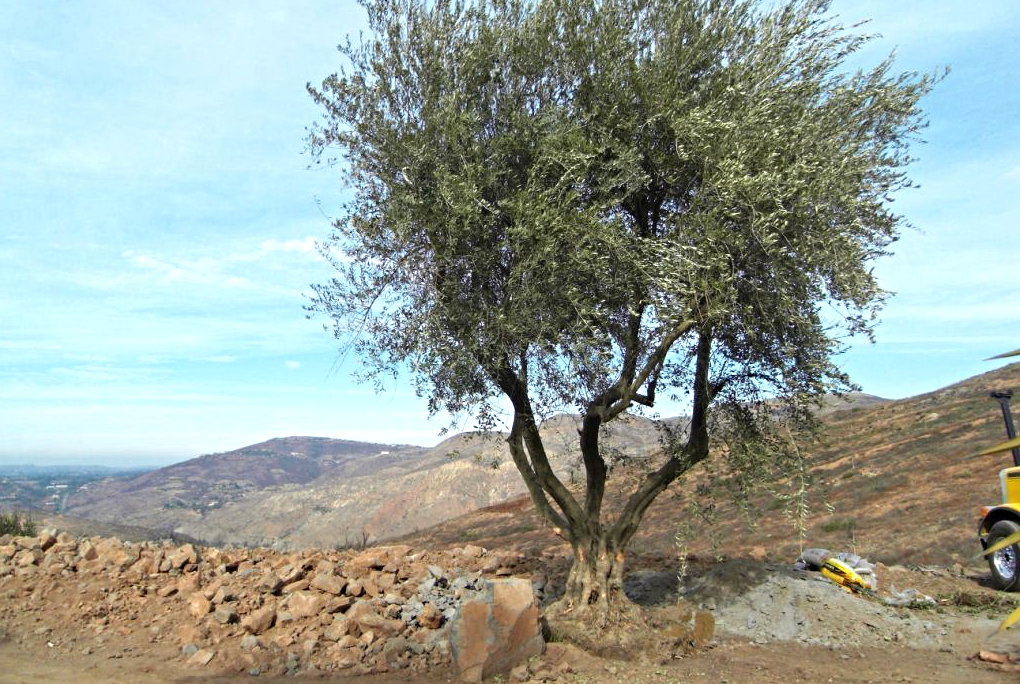 Big Olive Trees