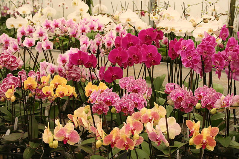 Gubler Orchids logo