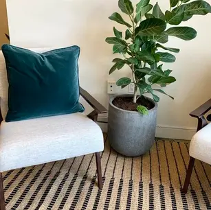 Two chairs, plant, and striped rug in room.