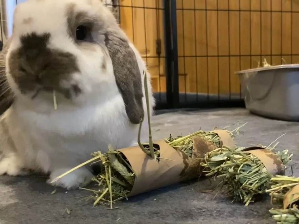 HAMSTERLODGE CAMPER FL.png