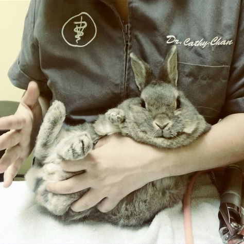 Exotic Pet Vet List: Rabbits, Guinea Pigs, Hamsters & Tiny Pets