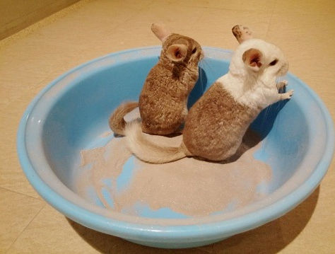 Small Critters Veterinary Financial Assistance