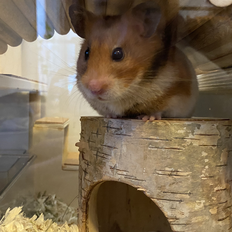 Hamster Manicure 101: Tips and Tricks for Perfect Paws!