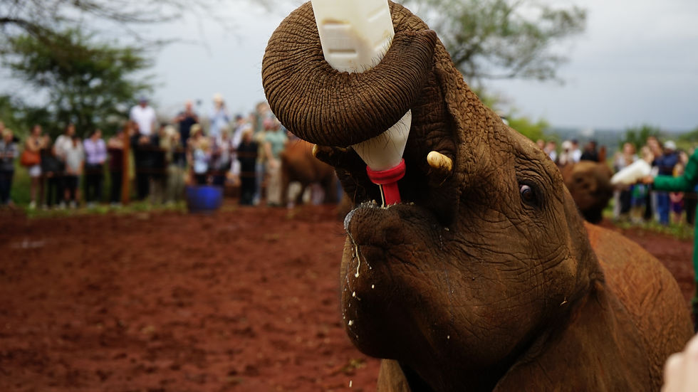 Elephant drinking milk in the Sheldrick Nursery Orphanage