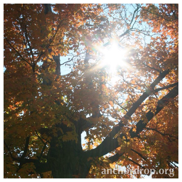sun shining through the trees