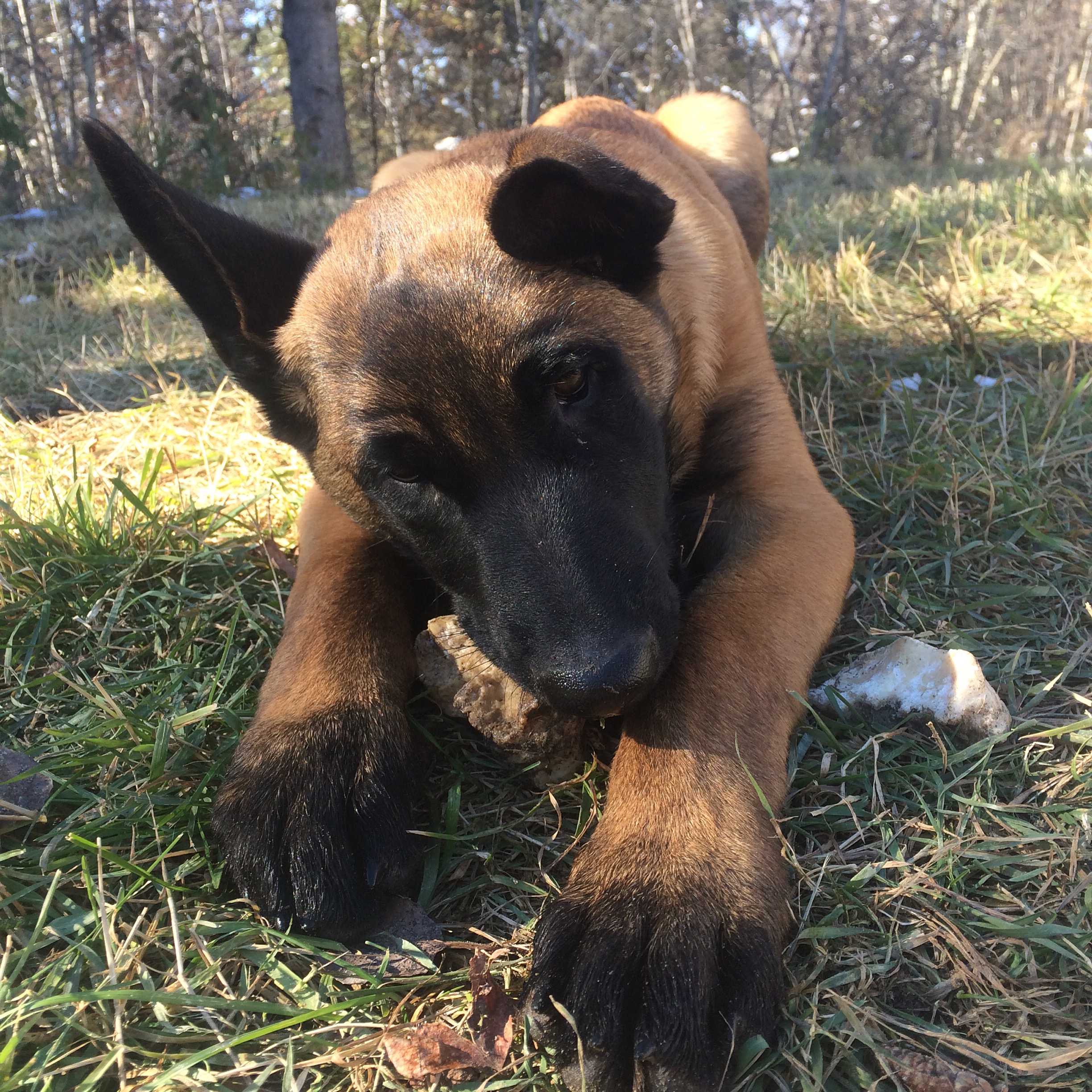 Beta Dog Training Edmonton Dog Training