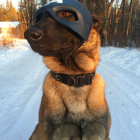 protection dog edmonton