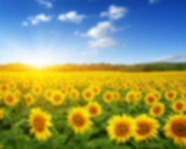 sumflowers field.jpeg