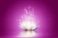 lotus flower purple.jpeg