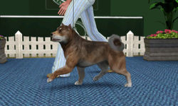 SUKC Non-Sporting Group Show I