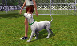 Gazer's 1st Obedience Trial