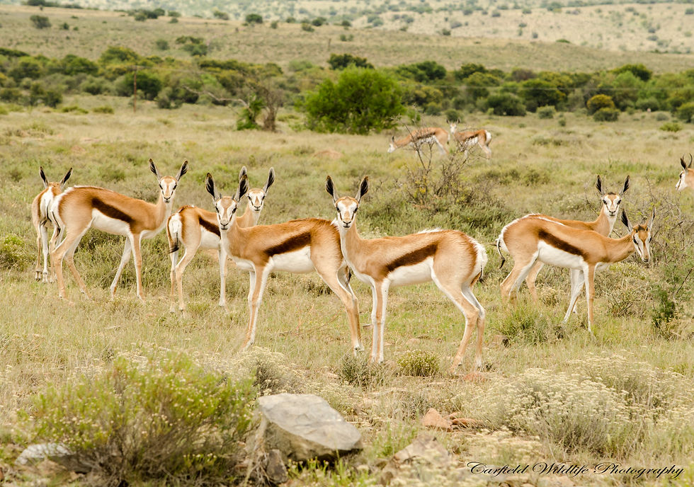 Springboks